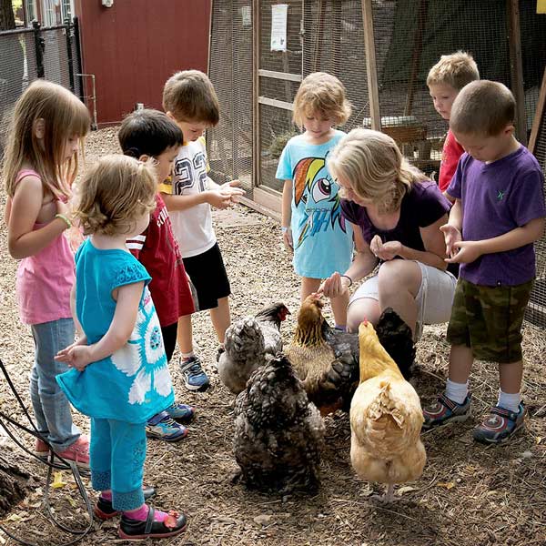 children learning about chickens